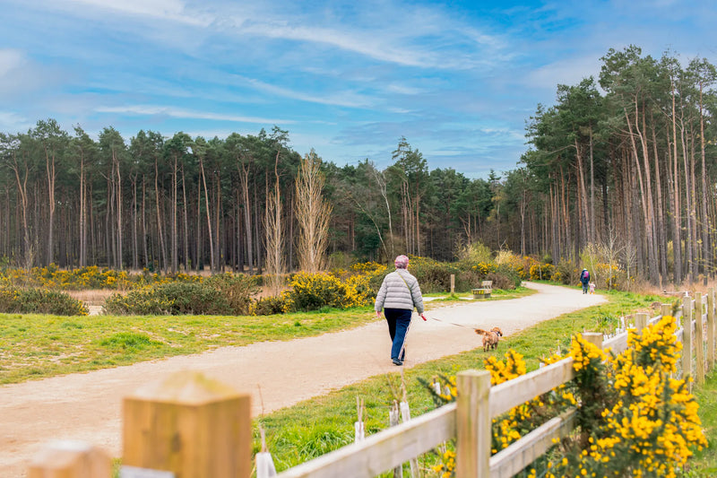 Woman walking a dog on a path through a forest with yellow flowers and a clear blue sky.2